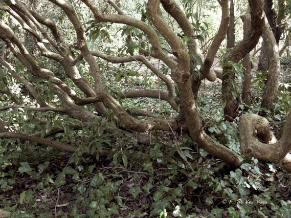 Bois des Moutiers (14) mars 2012